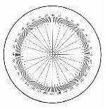 Bausch & Lomb Measuring Scales Protractor 81-34-39